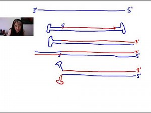 Viral Replication Cycles