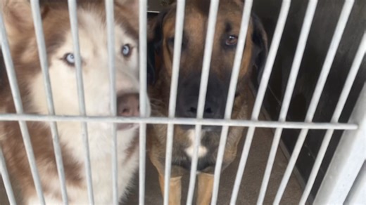 10K views · 976 reactions | MARGUS is on his 5th kennel mate, they all get rescued and he’s left behind! #rescuedogsofinstagram #rescuedismyfavoritebreedCity of San Bernardino Animal Services #a568792 is listed as a 2 year old male Shepherd mix , melllow friendly guy! Additional photos/videos in comments 333 Chandler Place San Bernardino, CA 92408(909) 384-1304Hours of Operation: DAILY 11AM to 4PM | Save SBC Shelter Friends | Facebook