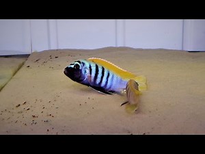 Cynotilapia Zebroides Jalo Reef F1