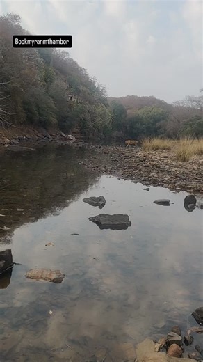 Book My Ranthambore on Instagram: "Silent steps, royal stripes, and a perfect reflection—Ranthambore’s king owns the water, the forest, and every heartbeat watching this wild moment. #Ranthambore #TigerSightings #WildlifeReels #JungleVibes #BigCat NatureLovers IncredibleIndia TigerReflection"