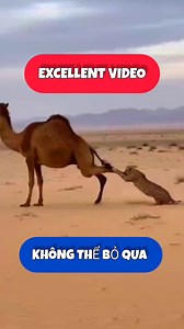 Video hài hước về động vật - clip ngắn vui nhộn