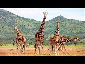 Giraffe Sounds