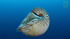 With a lineage that stretches over 500 million years, the Palau nautilus is a truly ancient ocean dweller. These cephalopods, who can only be found in Palau, are most closely related to octopus, squid, and cuttlefish. Living inside beautiful white shells with brownish tiger stripes, Palau nautilus are usually found on reef slopes 150-300 meters deep, but sometimes venture to shallower depths at night to feed. Learn more about how our Explorers are working to inspire, educate, preserve, and help 