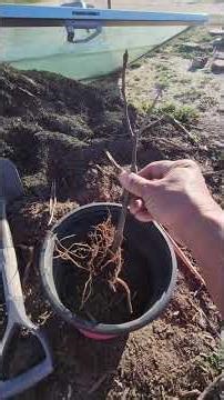 Tiny, but Big Olympian Fig