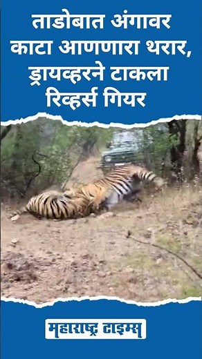 ताडोबात अंगावर काटा आणणारा थरार, ड्रायव्हरने टाकला रिव्हर्स गियर #Tadoba