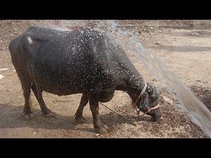 Dehati Log is live Cute Buffalo And Buffalo | Baby Tori mix Animal Video🐂🐂🐂😍😍😍