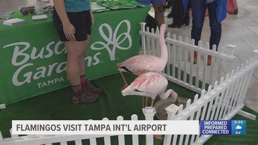 Flamingos flock to greet travelers at Tampa International Airport