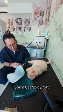 Spicy golden British Shorthair cat on Gabapentin 🙀