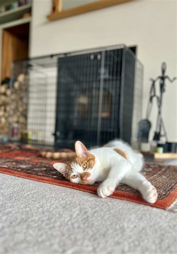 Help a Friend: Pet-Sitting for Parsnip