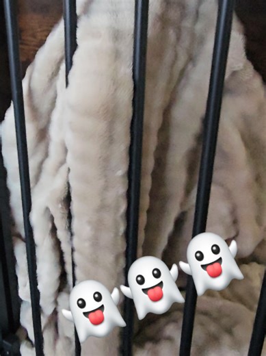 Mini Bull Terrier Ghostbusters Theme