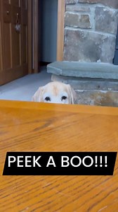 Sugar Shack on Reels