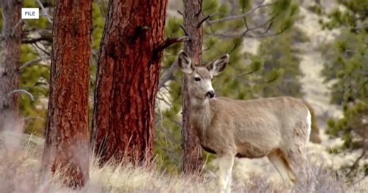 'Not your typical poaching case': FDL Sheriff's Office and DNR investigate deer killings