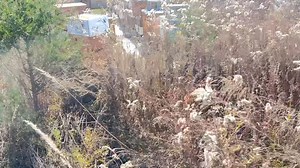 Quail habitat, pulling, honey, and closing our hives up for the year treating with oxalic acid. Hope everyone had a good year keep smiling. | GM Bee Farm