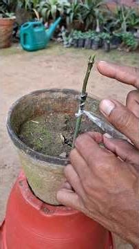 December में आम की ग्राफ्टिंग कैसे करें? आसान और सफल तरीका || Mango Grafting || #plants #mango