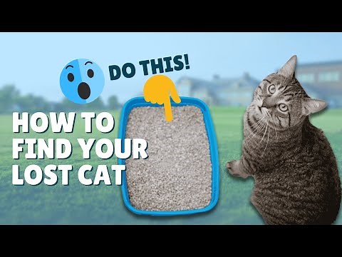 5 Tips on How to Find Your Lost Cat!