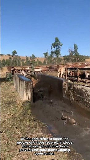 Medicated Drenching for Cattle Health