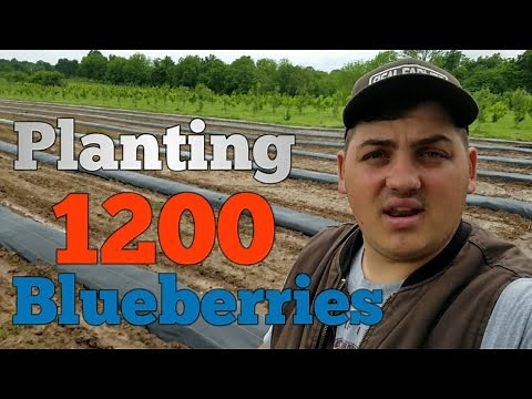 Soil Prep for Planting Blueberries!