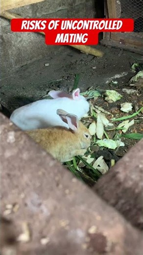 Risks of uncontrolled mating #shorts #viralshorts #rabbit #rabbitcare #rabbitlife