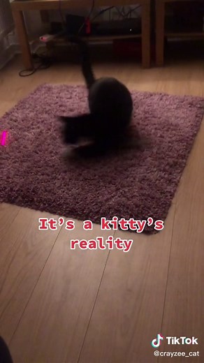 Cat Rhapsody: A Feline Fantasy