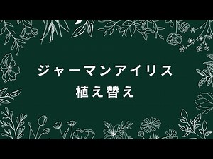 ジャーマンアイリスの植え替え