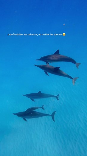 Toddler Dolphin Proof: Baby Dolphins Act Like Toddlers