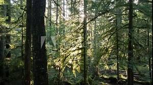 Sunlight filters through a beautiful, moss-covered forest near Mount St. Helens, Washington. The Pacific Northwest is strewn with vast forests, rugged mountains, rivers, and other natural scenery.