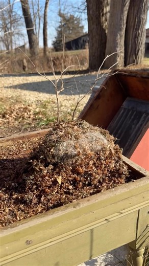 Mice vs. Honeybees pt.2 #beekeeping #beekeeper #bees #beehive #mice