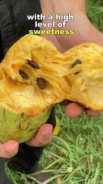 5 Amazing Custard Apple Varieties Explained