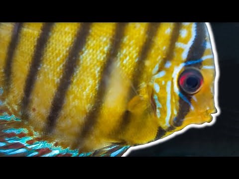 Discus and Angelfish Room [Tour]