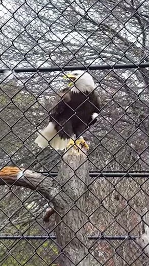 bald eagle screech