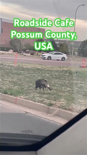 Possum County Turkey, it’s what’s for Dinner!