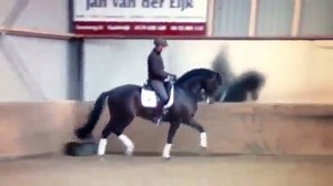 Find a Dressage Horse.Com on Reels