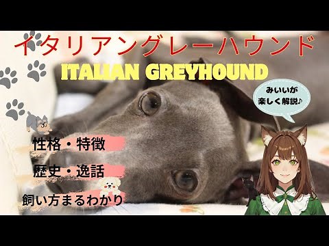 【イタリアングレーハウンド】まるわかり！イタグレの性格や特徴、歴史や感動の逸話、飼う前に知っておきたい事などを詳しく解説♪＃イタリアングレーハウンド＃イタグレ＃犬＃わんこラボ＃ペット＃いぬ#ドッグ