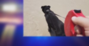 MPD: Woman found dragging unconscious dog by a scarf around its neck