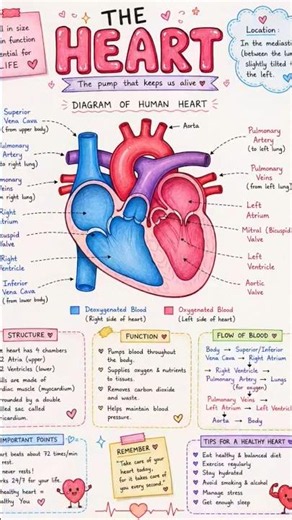 ❤️ Human Heart Diagram |Learn the structure and functions of the human heart with this diagram.
