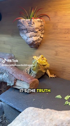 Understanding Bearded Dragon Behavior and Communication