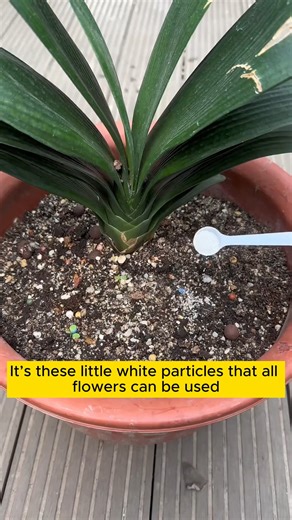 134K views · 461 reactions | Insect repellant measures #gardeningfun #gardening_feature #urbangardening #gardeninguk #gardeningphoto #gardeningistherapy #gardening101 #gardeningisfun #gardeningtime #gardeningday #gardeningproblems #gardeninggoals #gardeningideas #gardeninglove #gardening4pleasure #gardeningtips #gardeningmakesmehappy | Gardening love | Facebook