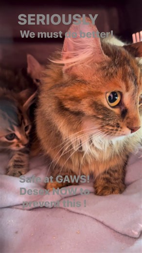 Project Meow Geelong on Reels