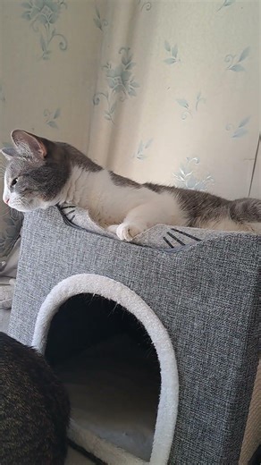 Че там такое #cat #котята #catvideos #catvideos #веселыекоты #видосыоткота #прикольныекоты #котики