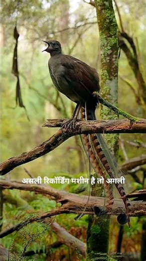 This Bird Can Copy ANY Sound 🔥 #birds #facts