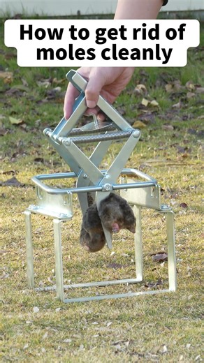 How to get rid of moles CLEANLY (completely Hands-Free Mole Trap) #moletrap #satisfying #shorts
