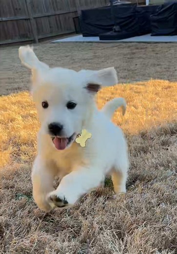 how fast am I running? be honest 👇 #PuppyPOV #GoldenRetriever #Zoomies #DogTok