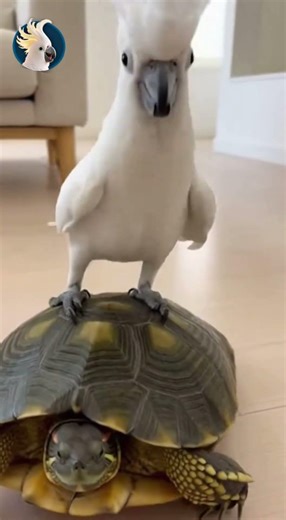 Jackson’s Slowest Fast & Furious Scene 😂🦜🐢