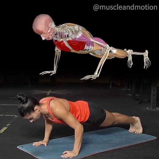 Muscle & Motion on Instagram: "HAND RELEASE PUSH-UP 💪 This exercise is a #pushup variation with disconnection of the arms at the bottom, making the muscles work harder. Why harder?🤔 ✅ The full release eliminates any help coming from the tissue elasticity when getting closer to the floor or away from it. ✅ Getting into a lying position makes you work at the fullest range of motion. ✅ It makes the muscles activate more by adding spinal erectors and scapula retraction. There are so many push-up v