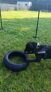 Pet Rescue Italia - APS on Reels