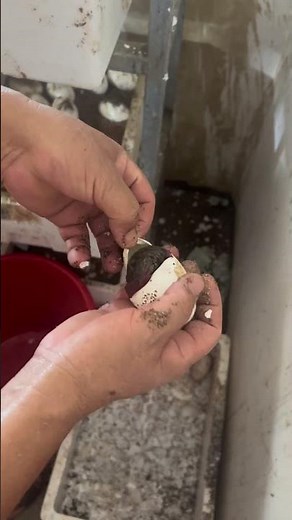 Breaking Crocodile out from Egg 👀