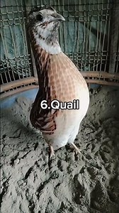 Different birds #birds #birdsong #birdsounds #beautifulbirds #virelvideo