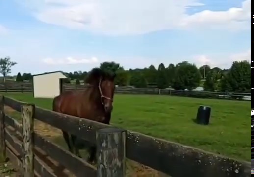 40K views · 2.1K reactions | I took this video not long after I became a part of the Old Friends family. It has always been the first image that came to mind whenever I thought of Sun King. I loved his "Fabio" mane toss and he never failed to display it proudly. He had done it so many times when I was around him that I was determined to capture it on slow motion video. He was so energetic and had such a vibrant personality. I will miss him terribly. -Mary | Old Friends | Facebook