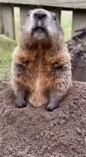 Kitten so focused waiting funny 🙀😹 #animalshorts #catfunny #cat