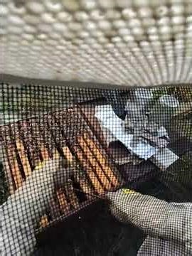 Behind the Veil 👓 | Balderas Apiary | Real-Time Hive Work & Mite Treatment Rotation